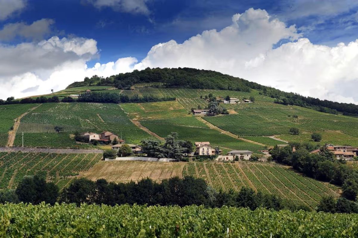 Vue sur le Mont Brouilly